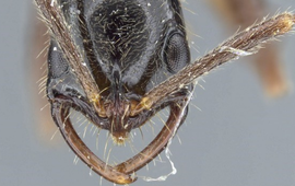 Zach Lieberman/California Academy of Sciences Ant (Leptogenys pubiceps)