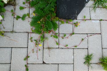 Strooizout is voor zilverschoon geen beletsel