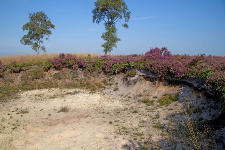 Voorbeeld van een steilrand, deze is aangelegd op de Holterberg en in 2015 onderzocht op het voorkomen van bijen en wespen