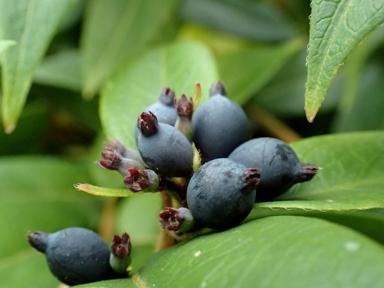 De bessen van de sterk gelijkende Lonicera acuminata worden graag door vogels gegeten