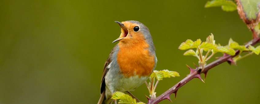 Nature Today | Roodborstjes op vakantie