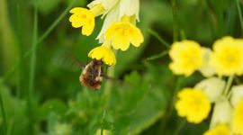 Gevlekte wolzwever (Bombylius discolor) bezoekt gulden sleutelbloem (Primula veris)