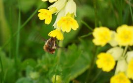 Gevlekte wolzwever (Bombylius discolor) bezoekt gulden sleutelbloem (Primula veris)
