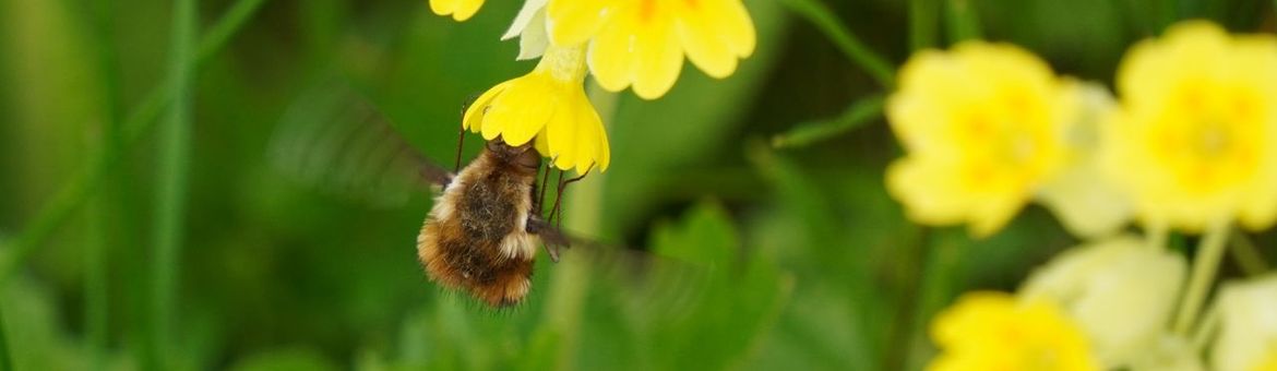 Gevlekte wolzwever (Bombylius discolor) bezoekt gulden sleutelbloem (Primula veris)