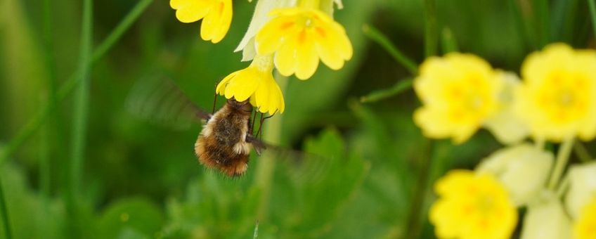 Gevlekte wolzwever (Bombylius discolor) bezoekt gulden sleutelbloem (Primula veris)