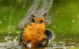 Badderende roodborst