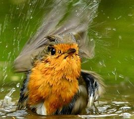Badderende roodborst