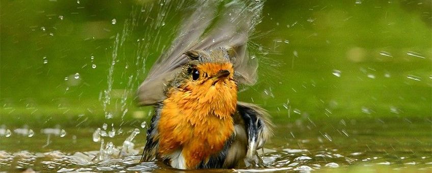 Badderende roodborst