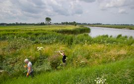 Natuurvriendelijke oever langs Omval-Kolhorn kanaal