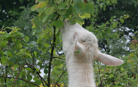 Geit knabbalt aan jonge boom.
Foto: Praktijknetwerk Voederbomen en Multifunctioneel Landgebruik, www.voederbomen.nl