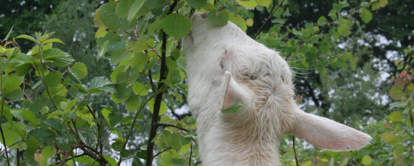 Geit knabbalt aan jonge boom.
Foto: Praktijknetwerk Voederbomen en Multifunctioneel Landgebruik, www.voederbomen.nl