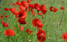 Papaver rhoeas, Grote klaproos,