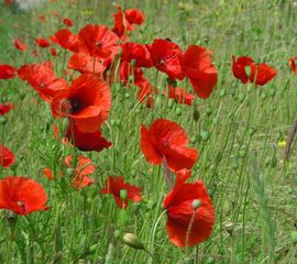 Papaver rhoeas, Grote klaproos,