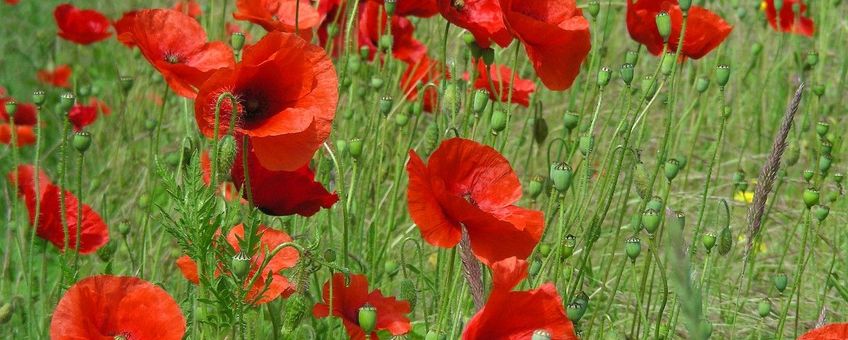 Papaver rhoeas, Grote klaproos,
