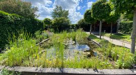 vijver in de tuin, biodiversiteitssafari in eigen tuin