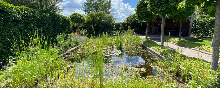 vijver in de tuin, biodiversiteitssafari in eigen tuin