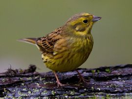 Emberiza citrinella. Geelgors