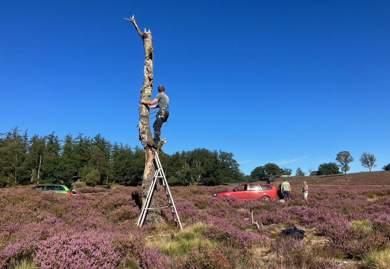 Draaihalzen broeden vaak in oude, afgestorven berken. Hier worden prooiresten uit een nest verzameld