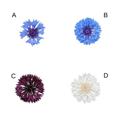 Swinkels plantte korenbloemen van vier verschillende vari&euml;teiten: &eacute;&eacute;n &lsquo;inheemse&rsquo; (A) en drie tuinvarianten (B, C en D)