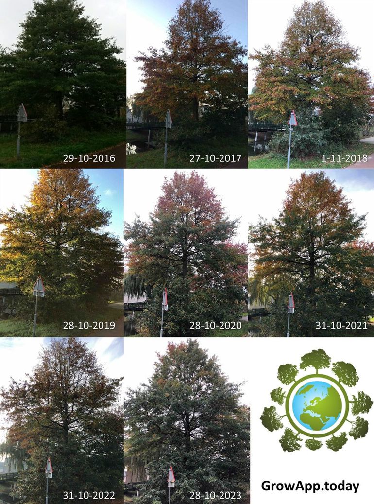 Stand van de bladverkleuring van een moseik naast basisschool De Vlinderboom in Ede rond eind oktober in de jaren 2016 tot en met 2023