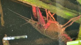 Rivierkreeft doet zich tegoed aan de vegetatie in De Wieden