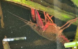 Rivierkreeft doet zich tegoed aan de vegetatie in De Wieden