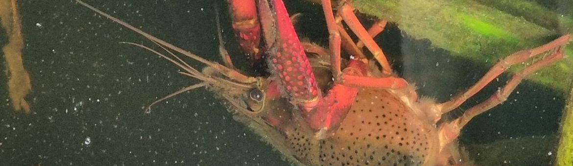 Rivierkreeft doet zich tegoed aan de vegetatie in De Wieden