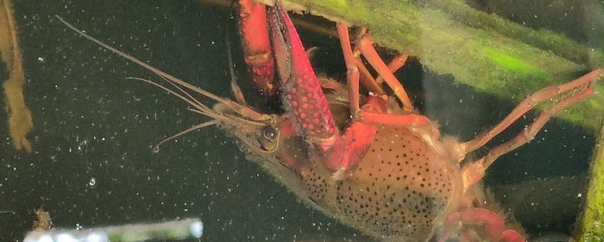 Rivierkreeft doet zich tegoed aan de vegetatie in De Wieden