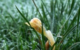 Krokus met vorstschade op 16 januari 2012 in Ede. Voorgaande nacht enkele graden vorst aan de grond gehad.