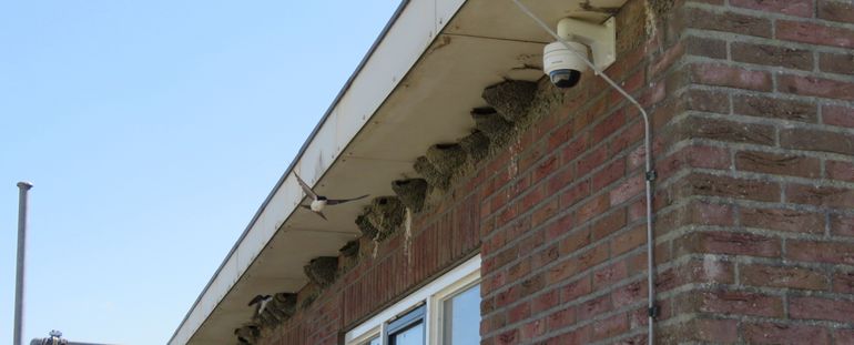 Vermoedelijk zijn nestlocaties zoals deze in de Westpolder bij Groningen redelijk hittebestendig wanneer de nesten de hele dag in de schaduw blijven