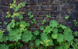 Alchemilla mollis, Fraaie vrouwenmantel