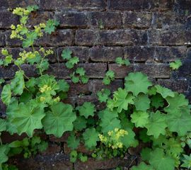 Alchemilla mollis, Fraaie vrouwenmantel