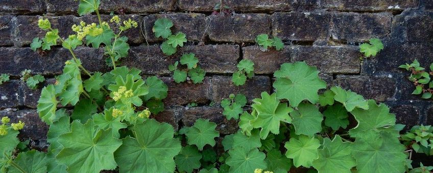 Alchemilla mollis, Fraaie vrouwenmantel