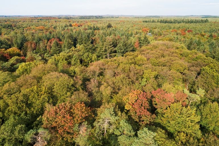 Gemengd bos in boswachterij Austerlitz, het toekomstbeeld van onze nieuwe bossen