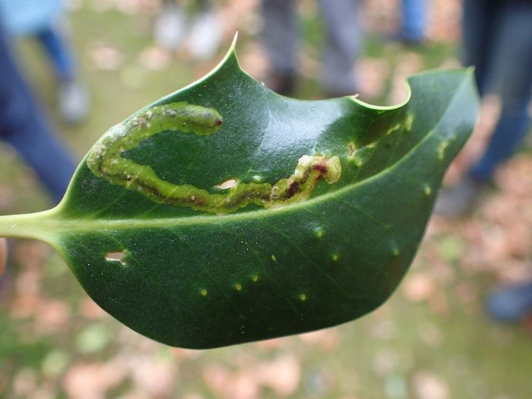 Gangen in hulstblad van Japanse hulstvlieg