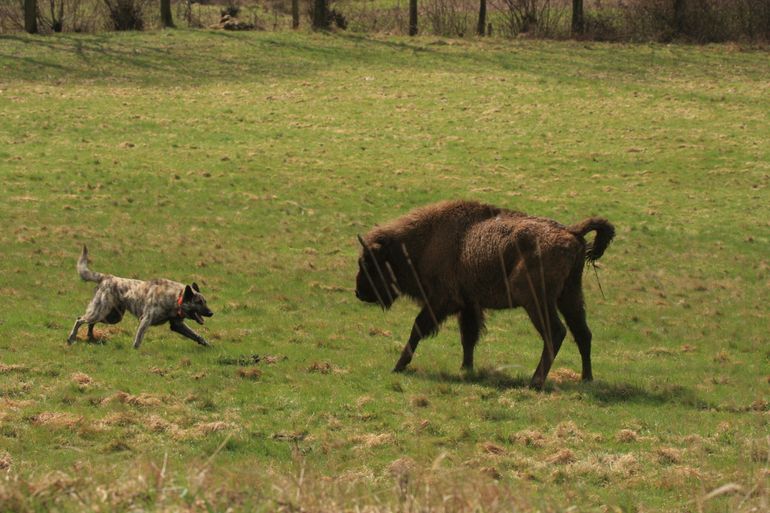 Herdershond ‘speelt’ met wisent. Voor de hond een spel, voor de grote grazer meestal niet