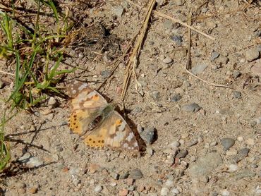 Some thistle butterflies show that they have already traveled several kilometers