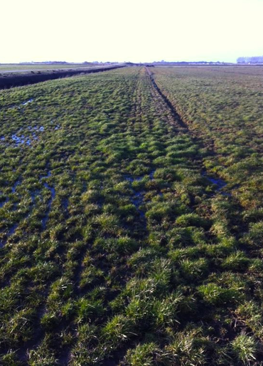 Muizenpiek in Zuidwest-Fryslân inmiddels over hoogtepunt heen