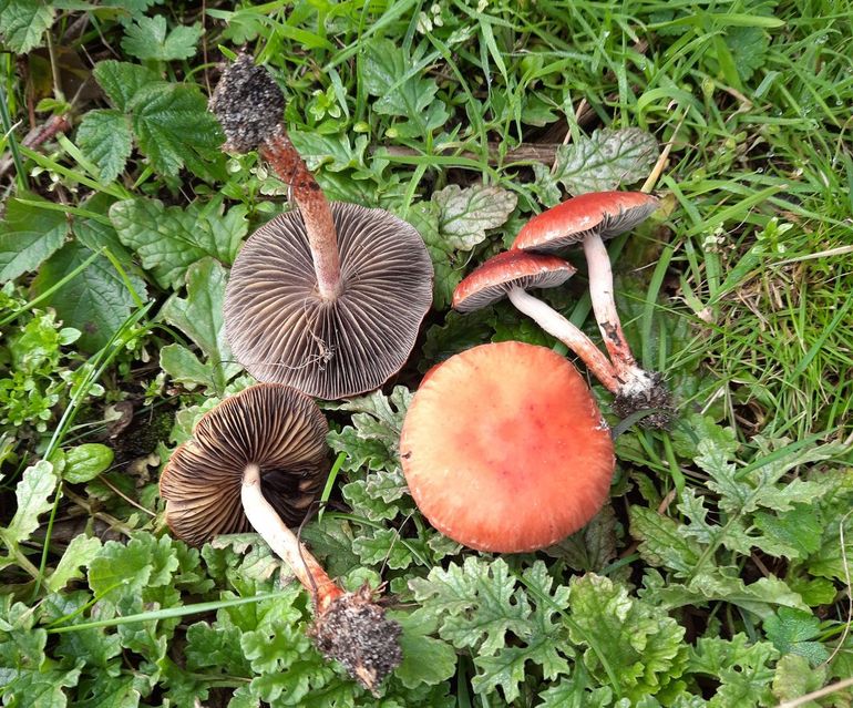 Oranjerode stropharia