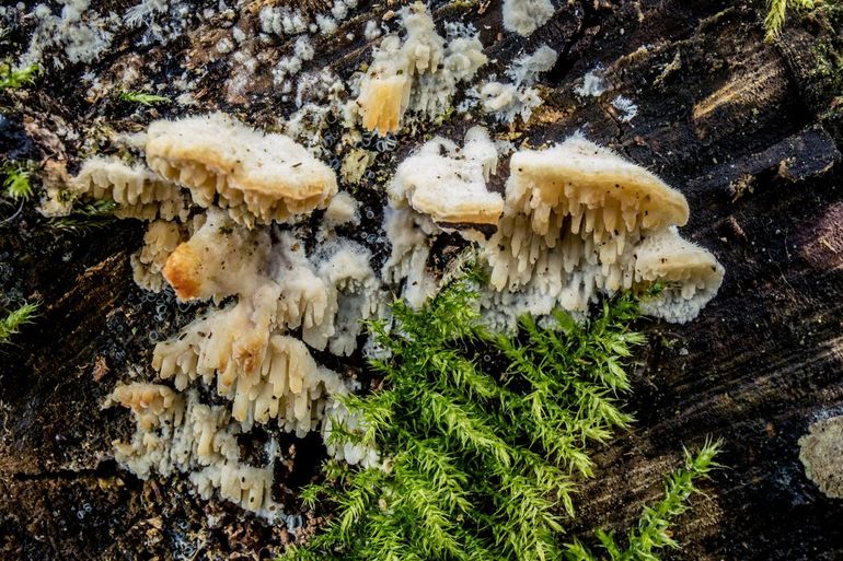 Doolhofraspzwam met witte tot roomkleurige, wollige bovenzijde