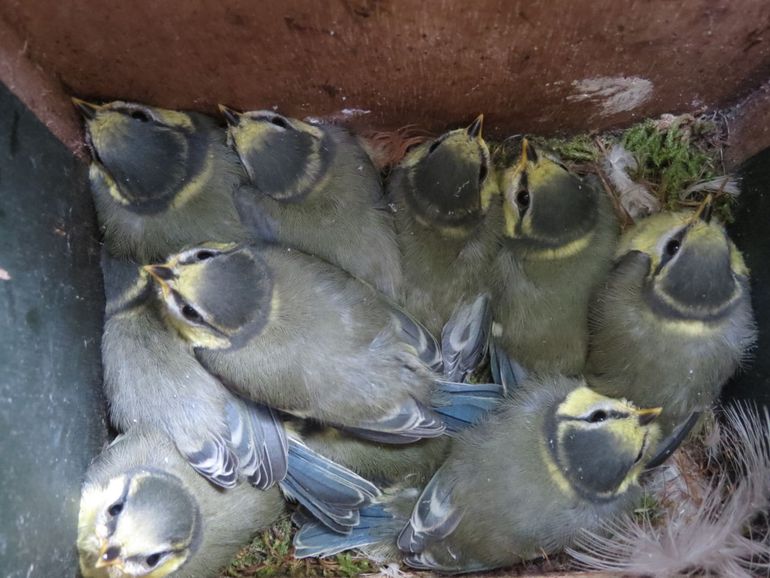 Jonge pimpelmezen in het nest