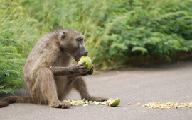 Baviaan langs de weg eet vrucht