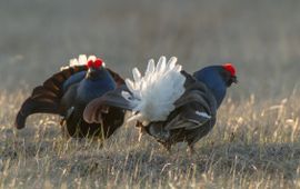 Staatsbosbeheer Twee korhoenders