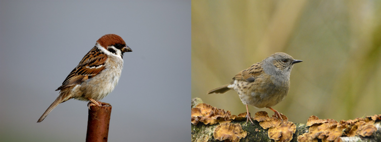 Ringmus (links) en heggenmus (rechts)