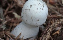 Bladhoopchampignon
Agaricus rufotegulis
M.W.Boomsluiter