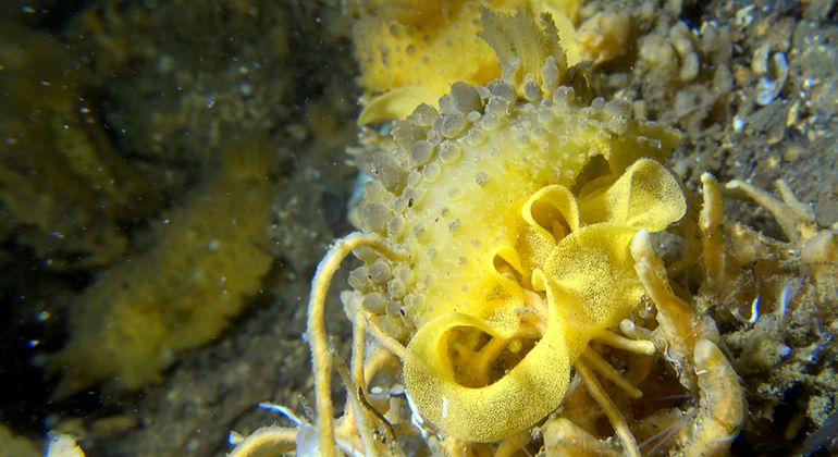 Doris verrucosa met opvallend geel eiersnoer dat waarschijnlijk niet te onderscheiden is van de eiersnoeren van de 'Ruwe wratslak' (Doris ocelligera) 