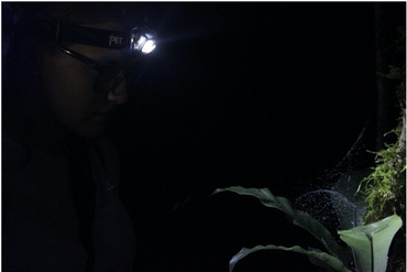 Met zetmeel wordt een spinnenweb zichtbaar gemaakt in het duister van de nacht