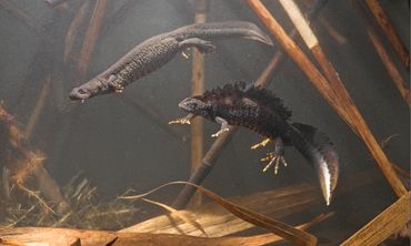 Kamsalamanders