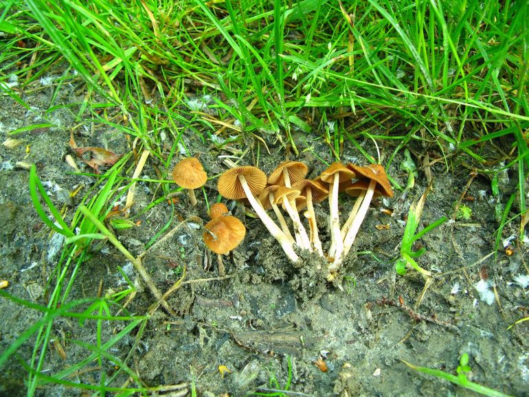 Paardenvijgbreeksteeltje (Conocybe brunneidisca)