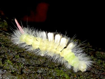 De rups van de meriansborstel is onmiskenbaar